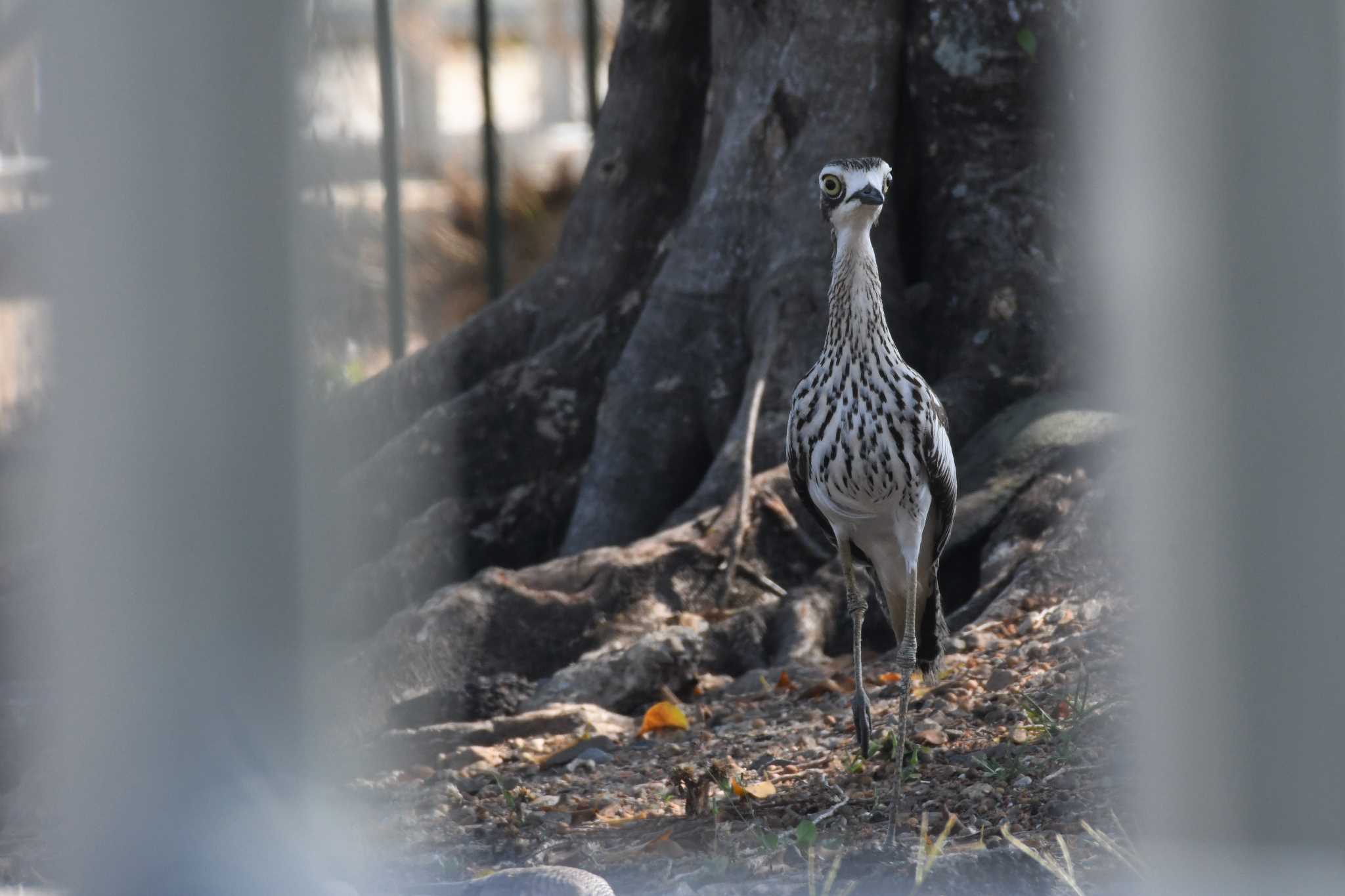 Bush Stone-curlew