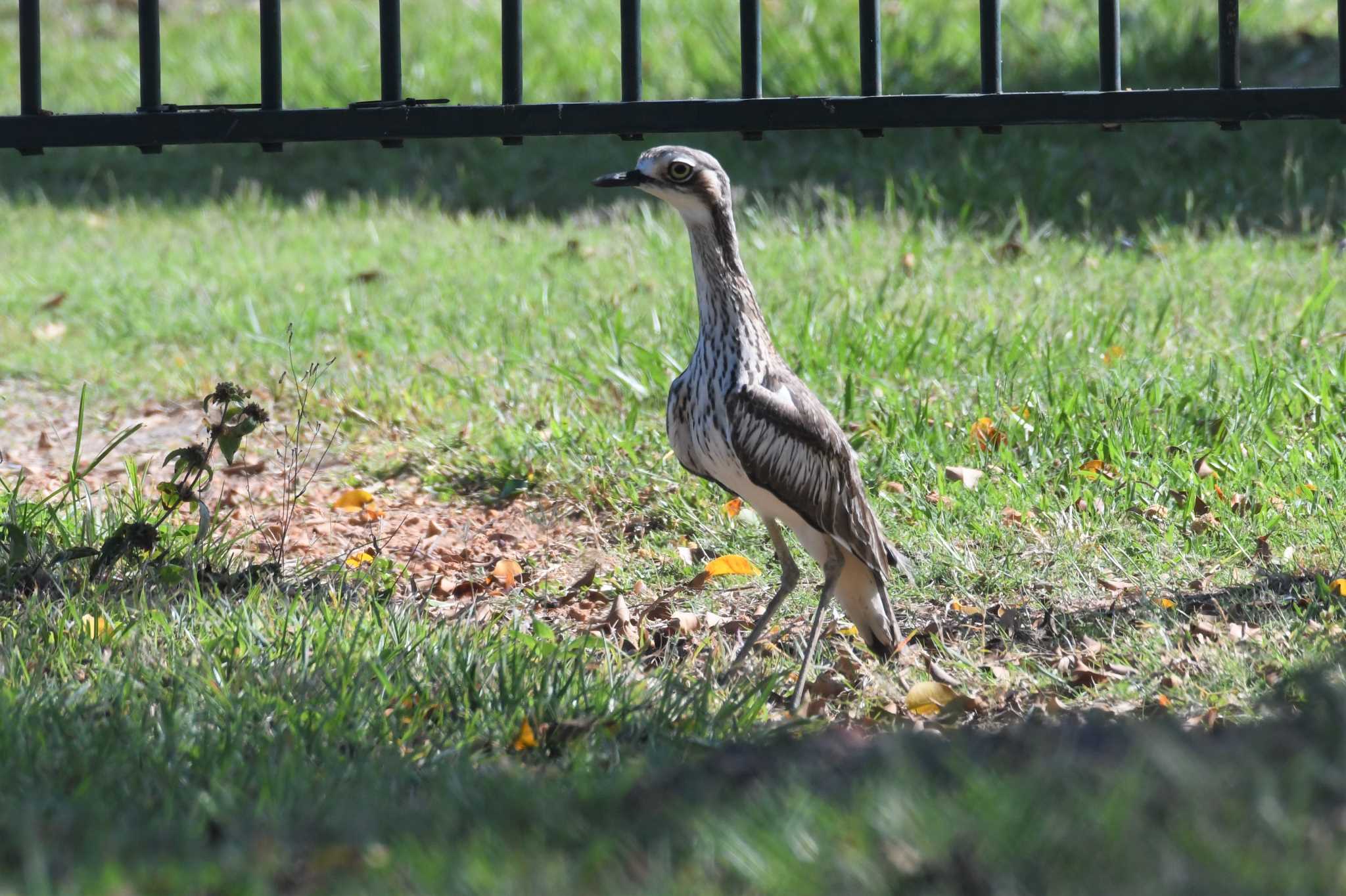 Bush Stone-curlew