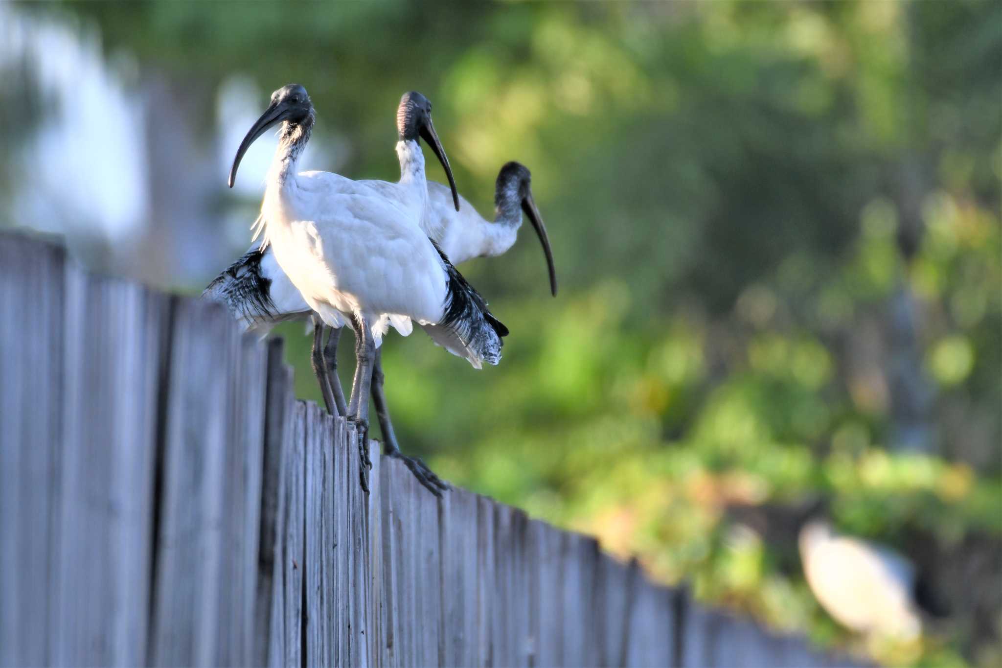 Photo of Australian White Ibis at オーストラリア,ケアンズ～アイアインレンジ by でみこ