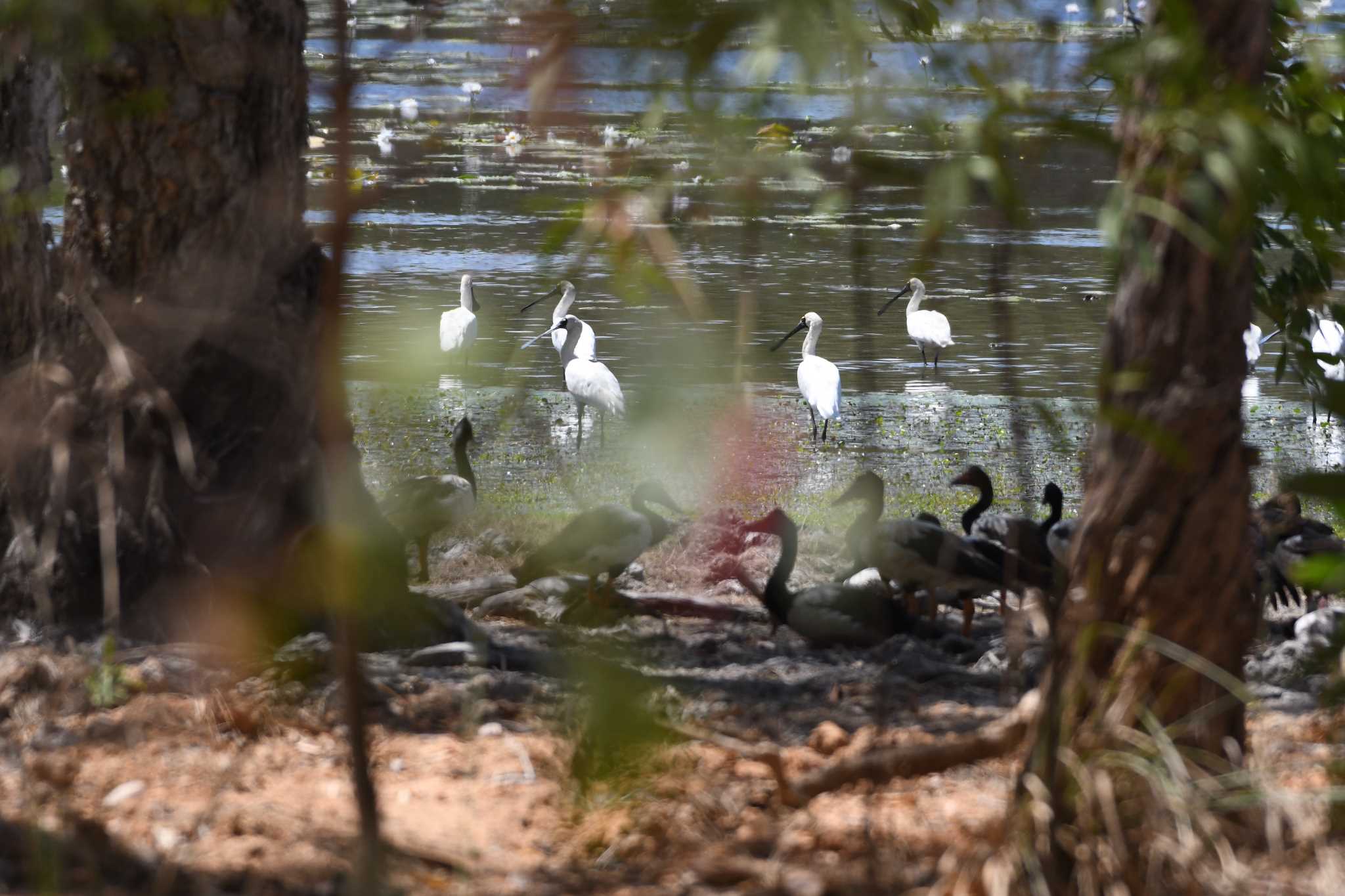 Photo of Royal Spoonbill at オーストラリア,ケアンズ～アイアインレンジ by でみこ