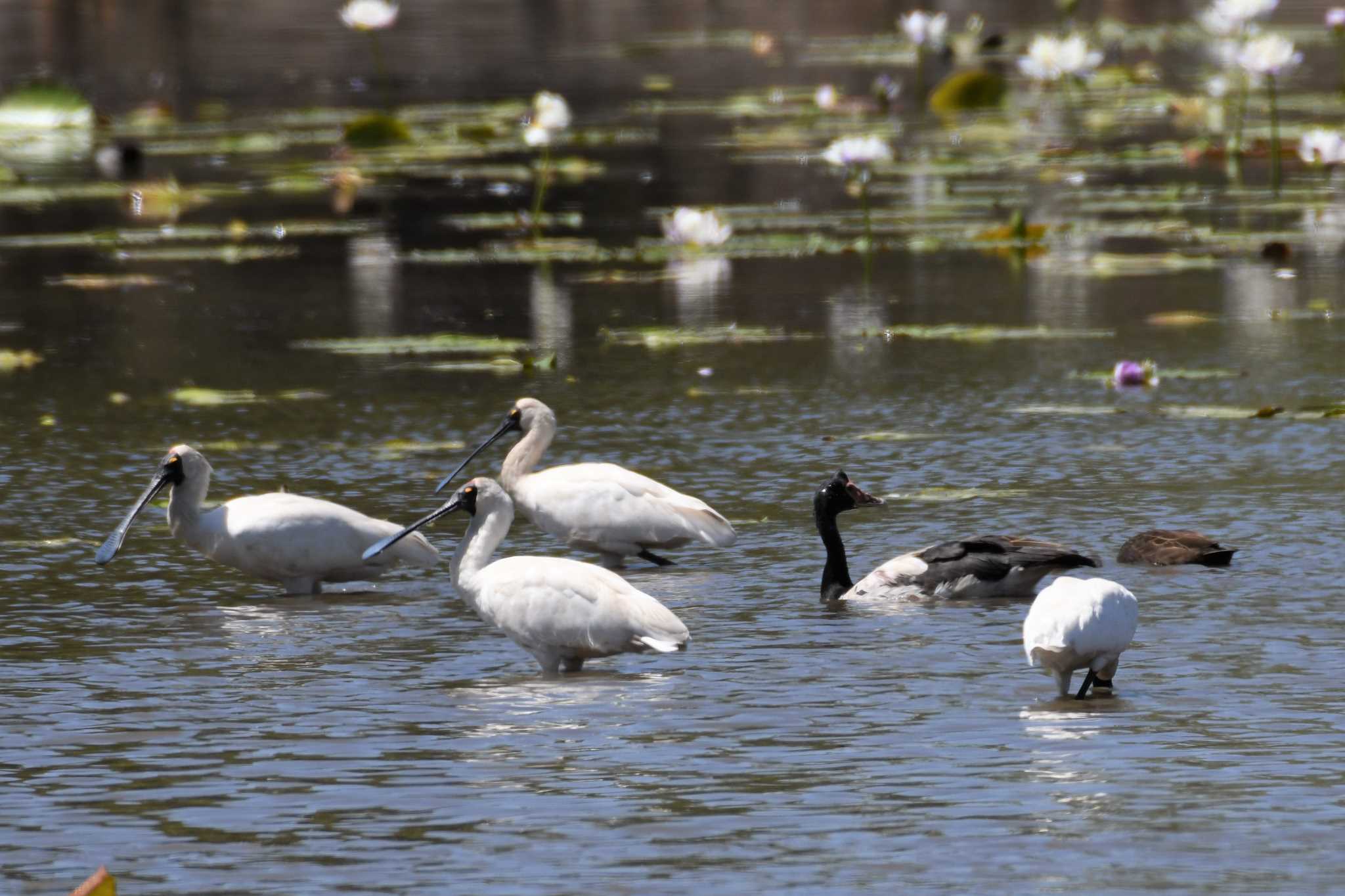 Royal Spoonbill