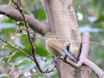 2019年12月6日(金) 生田緑地の野鳥観察記録