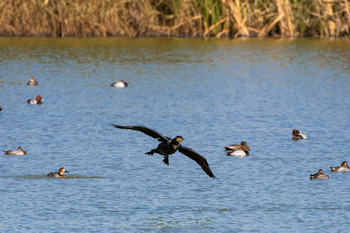 Great Cormorant 山口県立きらら浜自然観察公園 Sat, 11/16/2019