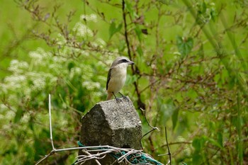 Brown Shrike Langkawi Island(General Area) Fri, 11/22/2019