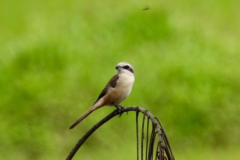 Brown Shrike Langkawi Island(General Area) Fri, 11/22/2019