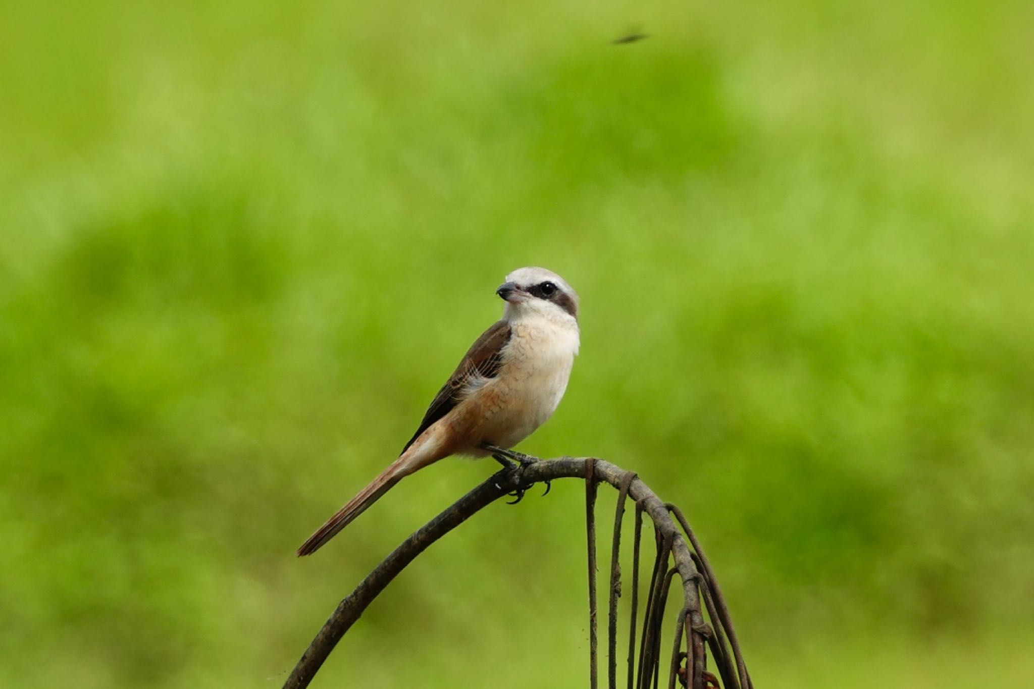 Photo of Brown Shrike at Langkawi Island(General Area) by のどか