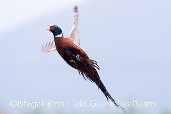 Common Pheasant Ishigaki Island Fri, 12/6/2019