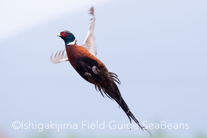 Photo of Common Pheasant at Ishigaki Island by 石垣島バードウオッチングガイドSeaBeans