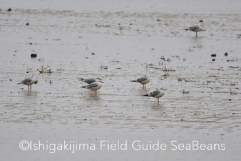 ユリカモメ 石垣島 2019年12月6日(金)