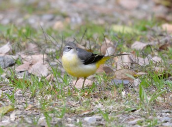 キセキレイ 聚楽園公園 2019年12月6日(金)