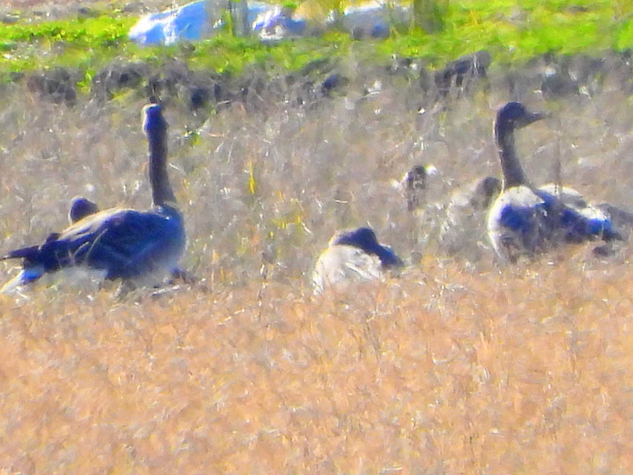 Photo of Tundra Bean Goose at Inashiki by サジタリウスの眼