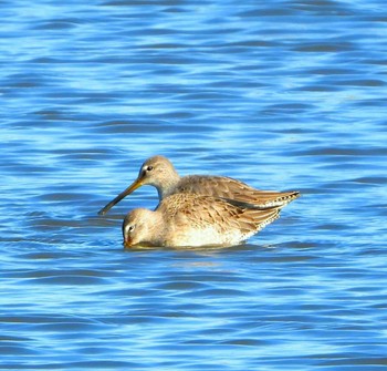 Long-billed Dowitcher