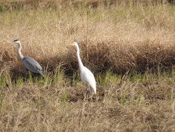 2019年12月5日(木) 手賀沼の野鳥観察記録