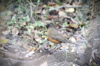 Brown-headed Thrush 羽村堰(下流) Fri, 12/6/2019