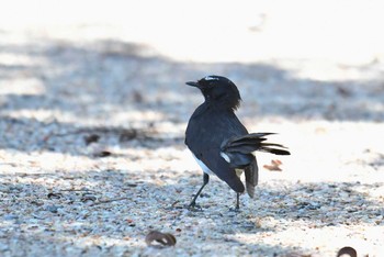 Willie Wagtail