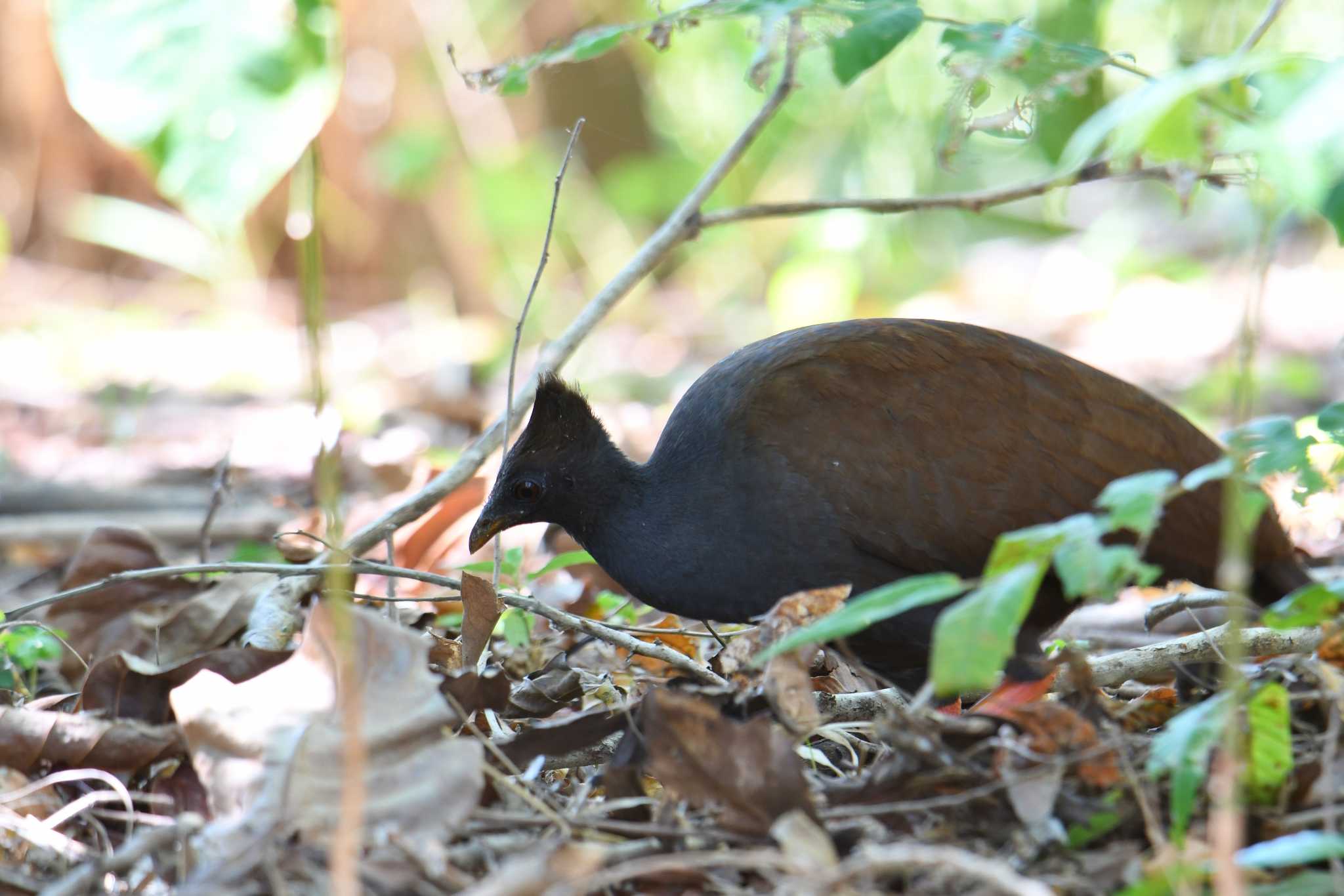 Photo of Orange-footed Scrubfowl at ケアンズ by あひる