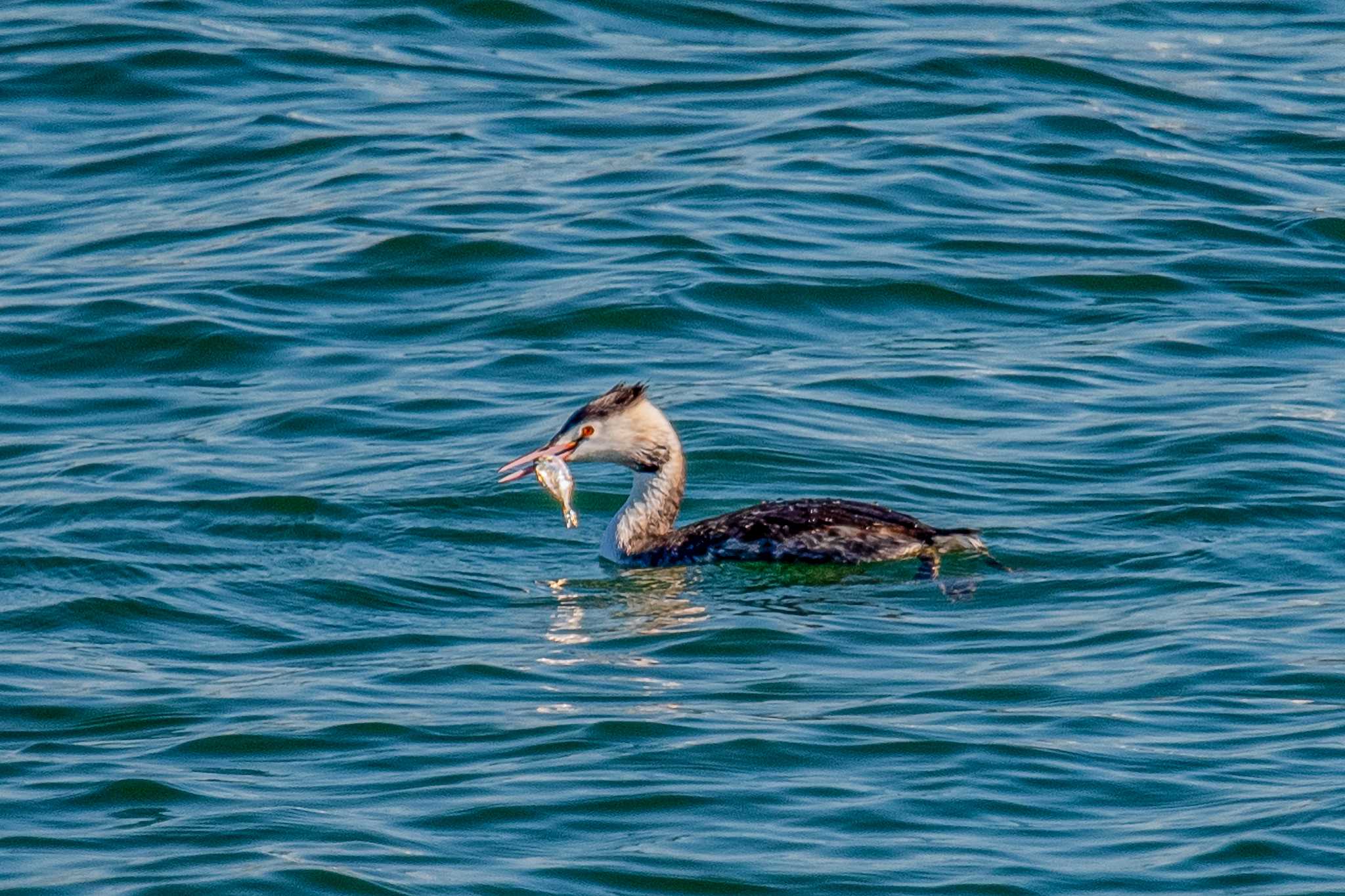 Photo of Great Crested Grebe at 加古川河口 by ときのたまお