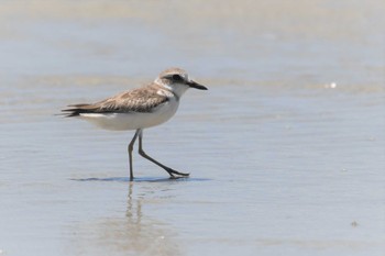 Greater Sand Plover オーストラリア,ケアンズ～アイアインレンジ Tue, 10/15/2019