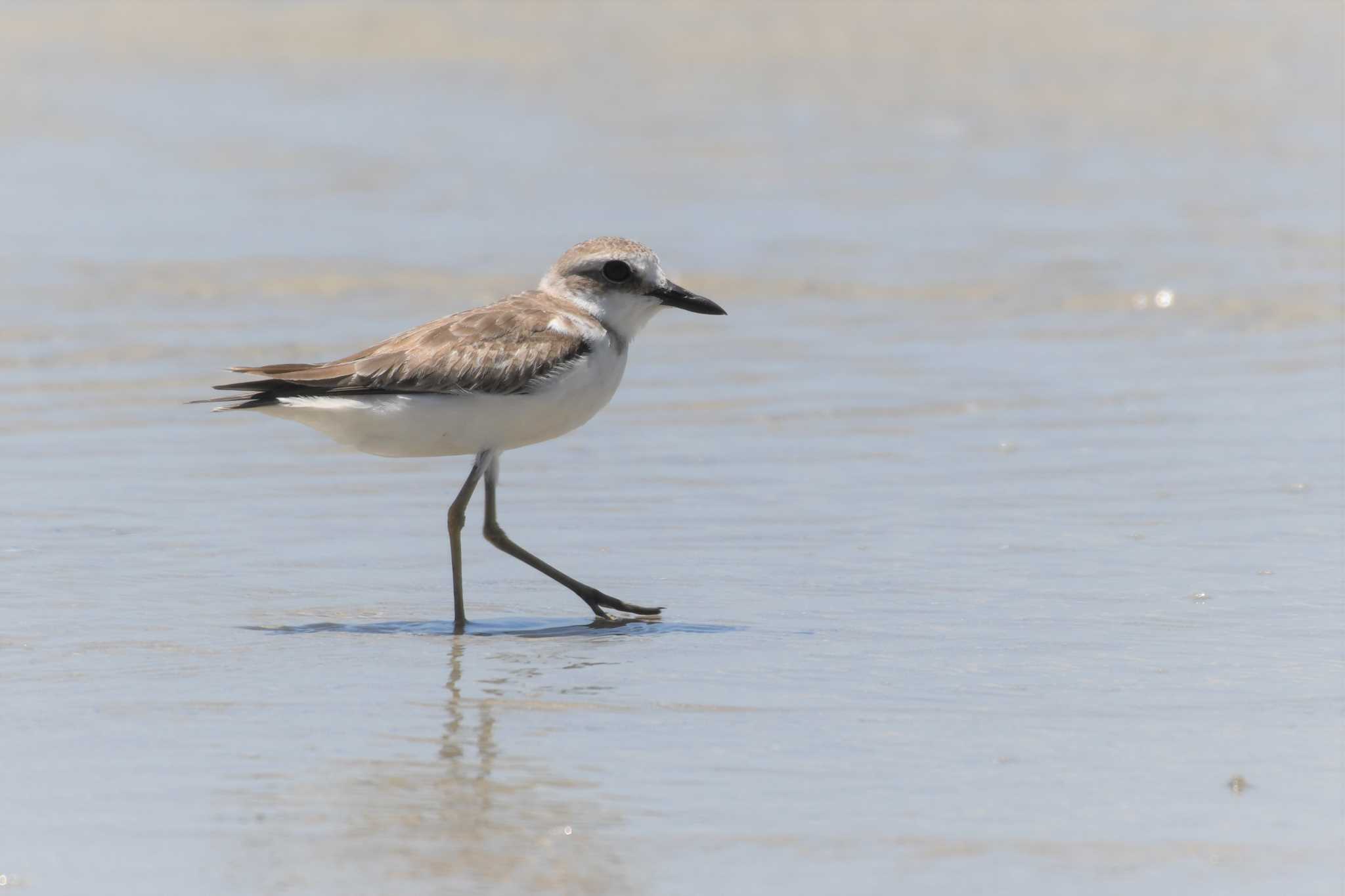 Photo of Greater Sand Plover at オーストラリア,ケアンズ～アイアインレンジ by でみこ