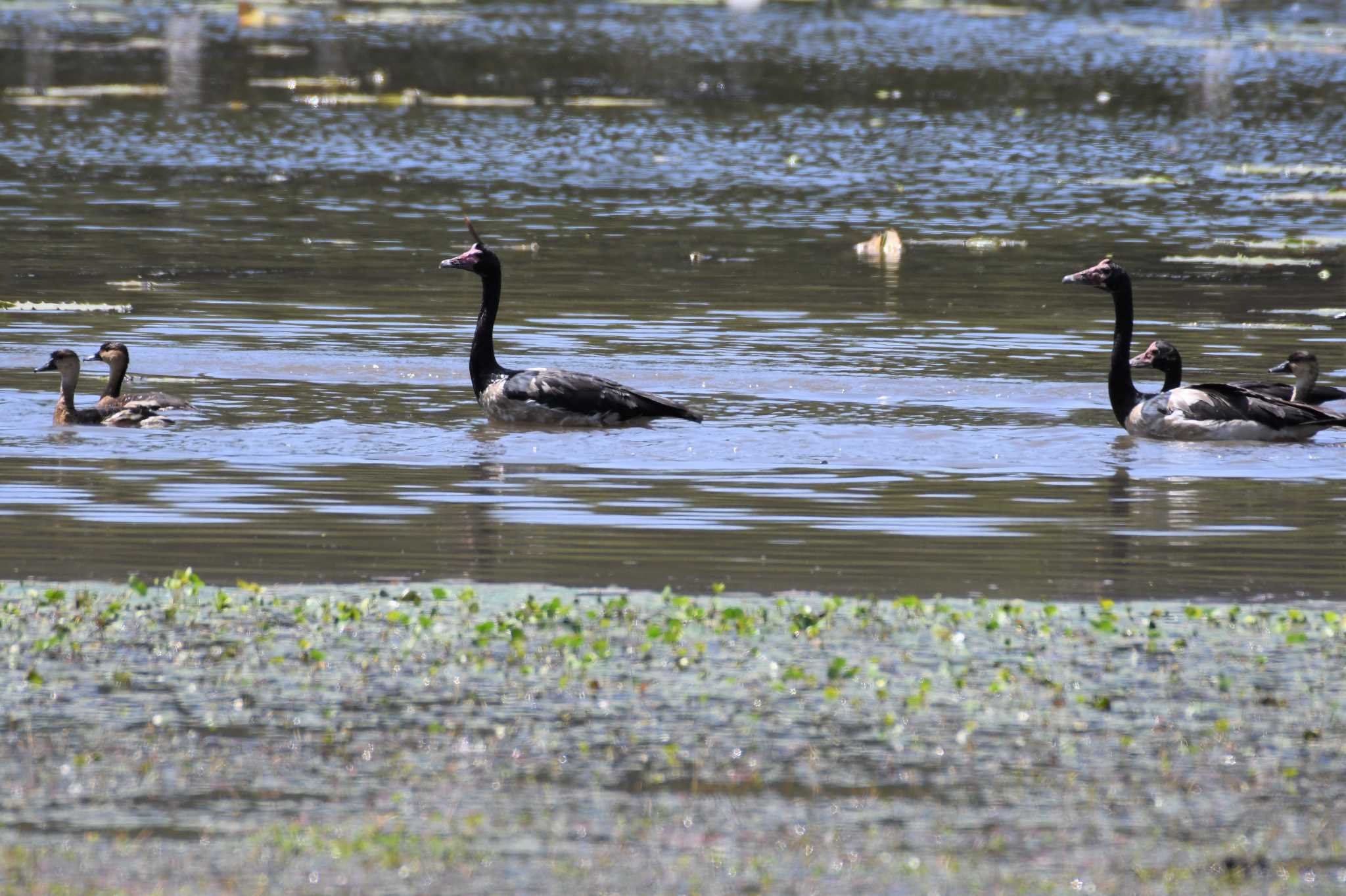 Magpie Goose