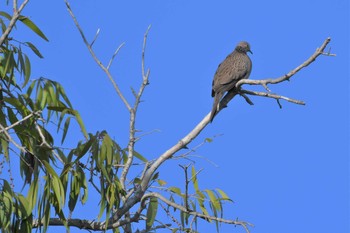 Spotted Dove オーストラリア,ケアンズ～アイアインレンジ Sat, 10/12/2019