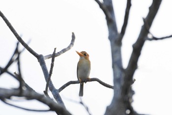 Yellow-billed Kingfisher オーストラリア,ケアンズ～アイアインレンジ Thu, 10/17/2019