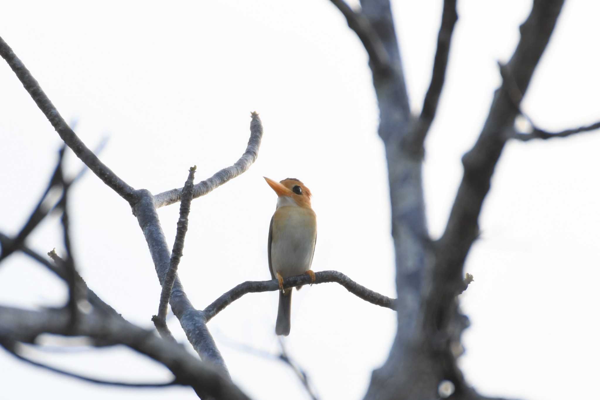 キバシショウビン