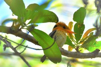 Yellow-billed Kingfisher オーストラリア,ケアンズ～アイアインレンジ Tue, 10/15/2019