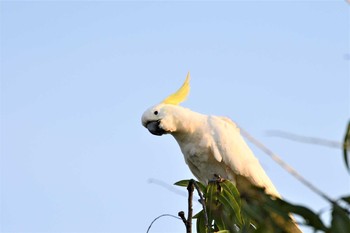 Sulphur-crested Cockatoo オーストラリア,ケアンズ～アイアインレンジ Sat, 10/19/2019