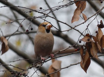 2019年11月30日(土) 京都府立植物園の野鳥観察記録