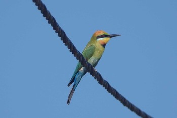 Rainbow Bee-eater Iron Range National Park Fri, 10/11/2019