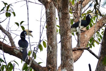 キタカササギサイチョウ ランカウィ島 2019年11月22日(金)