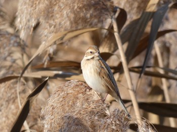 Common Reed Bunting 平城宮跡 Sun, 12/1/2019