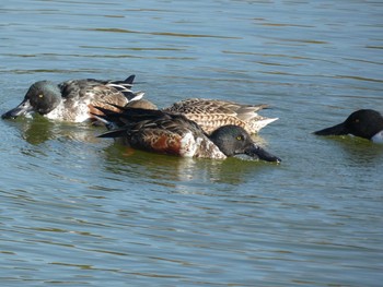 2019年12月1日(日) 奈良市水上池の野鳥観察記録