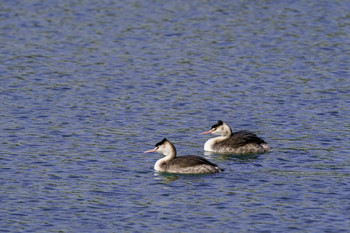 Great Crested Grebe 山口県下関市 Sat, 12/7/2019