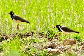 Red-wattled Lapwing Langkawi Island(General Area) Fri, 11/22/2019