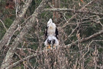 オオワシ 山本山(滋賀県) 2019年12月7日(土)