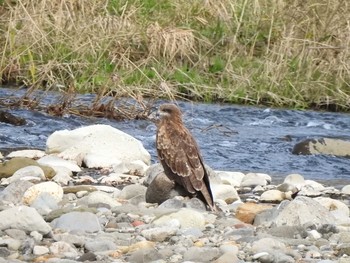 2019年12月7日(土) miyagi01の野鳥観察記録