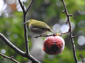 Warbling White-eye 城山公園(神奈川県) Sat, 12/7/2019