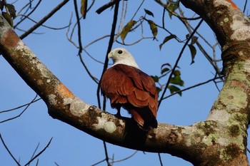 Brahminy Kite Langkawi Island(General Area) Sat, 11/23/2019