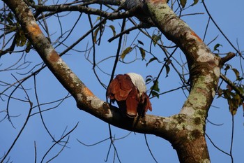 Brahminy Kite Langkawi Island(General Area) Sat, 11/23/2019