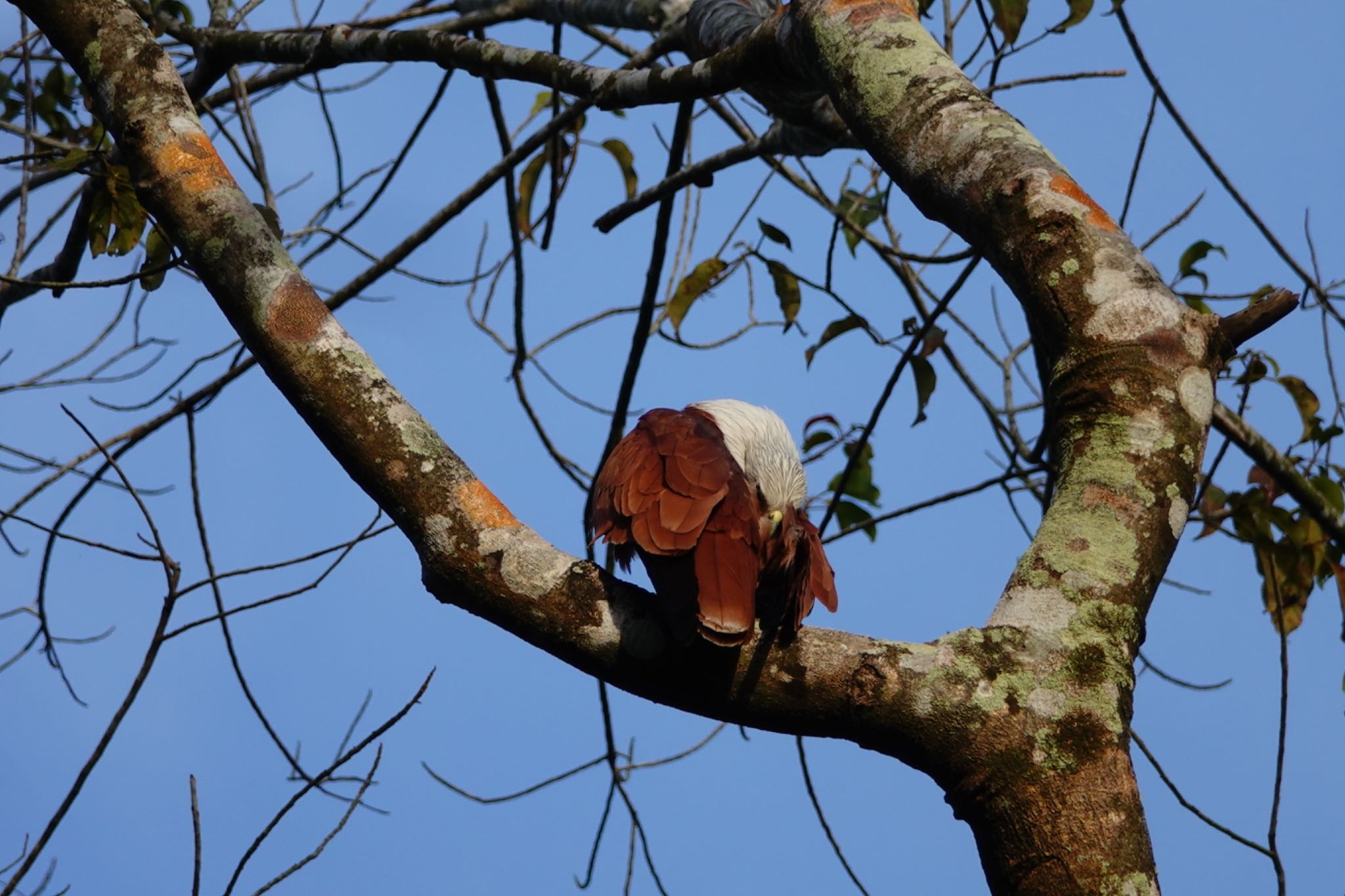 Brahminy Kite