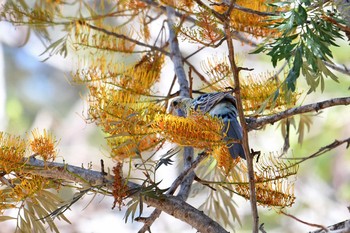 ホオアオサメクサインコ ケアンズ 2019年10月12日(土)