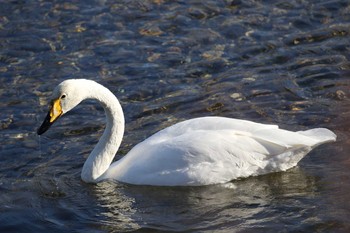 オオハクチョウ 北海道　函館市　汐泊川 2019年12月7日(土)