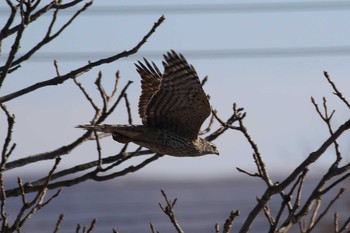 オオタカ 北海道　函館市　汐泊川 2019年12月7日(土)