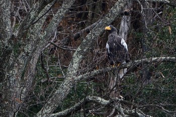 Steller's Sea Eagle 山本山(滋賀県) Unknown Date