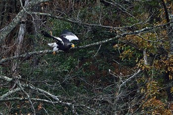 Steller's Sea Eagle 山本山(滋賀県) Unknown Date