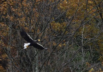 Steller's Sea Eagle 山本山(滋賀県) Unknown Date