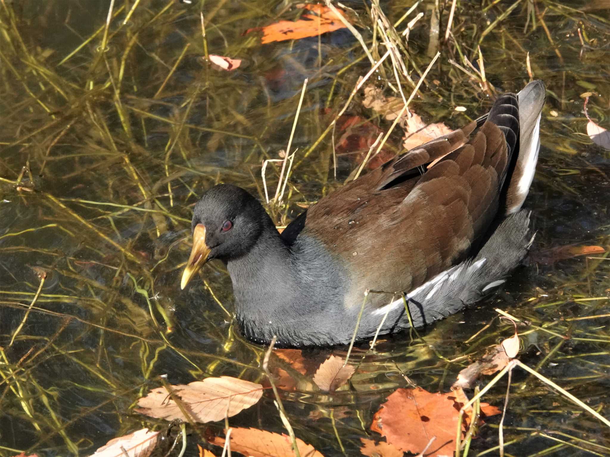 Photo of Common Moorhen at 豊明市勅使池 by アカウント2209