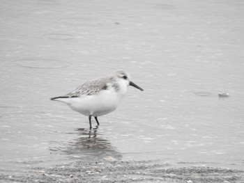 ミユビシギ ふなばし三番瀬海浜公園 2019年12月7日(土)